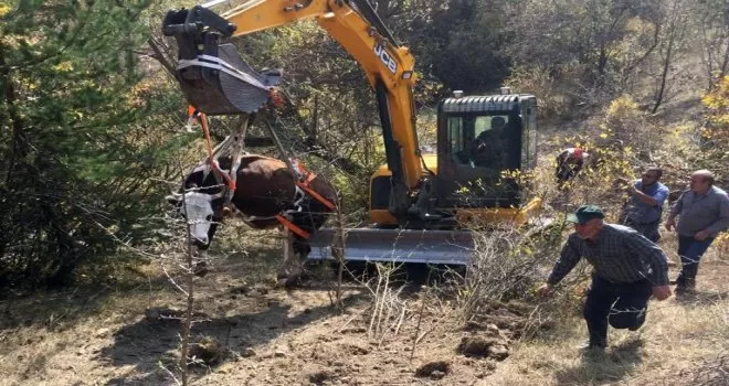 Doğumu yaklaşan ineği 2 günlük operasyonla kurtardılar
