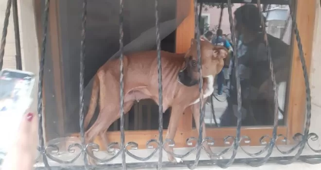Duyarlı mahalle muhtarının ihbarı hayvanların hayatını kurtardı
