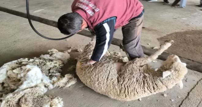 Edirne’de koyun kırkım eğitimi verildi