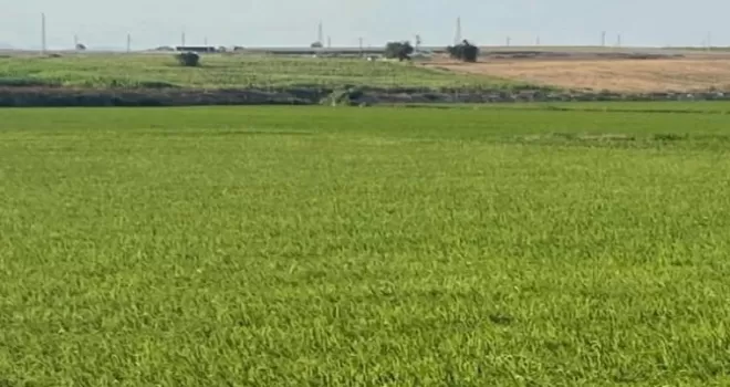 Edirne İpsala’da çeltik üretiminde damlama sulama ile yüksek verim