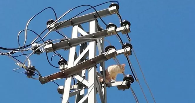 Elektrik direğinde mahsur kalan kedi kurtarıldı
