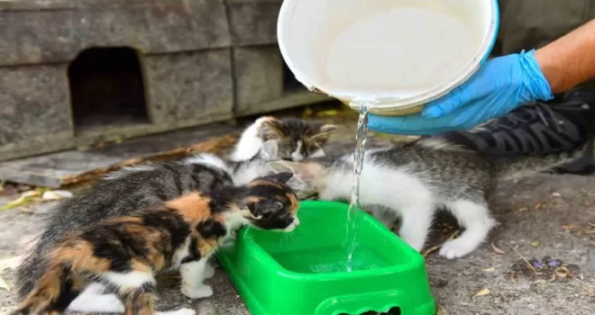Esenyurt Belediyesi can dostları için seferber oldu
