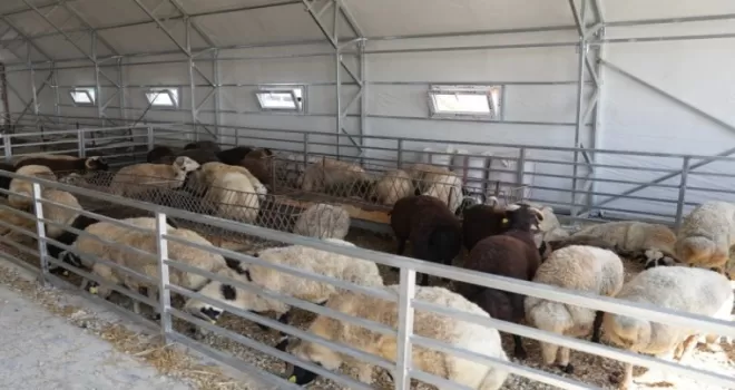 Eskişehir’de hayvan pazarı geçici süreyle kapatıldı
