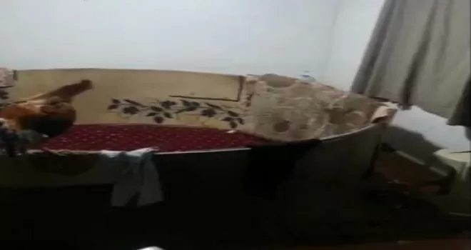 Ekiplerden horoz baskını!