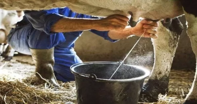 Eylül’de inek sütü yüzde azaldı, ayran ve kefir üretimi arttı