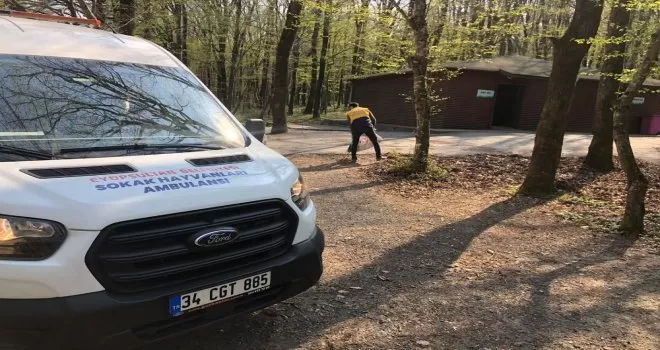 Eyüpsultan’ın kırsal alanlarındaki köpekler beslendi
