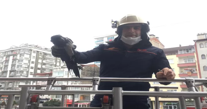 BÜYÜKŞEHİR EKİPLERİ MAHSUR KALAN HAYVANLARI KURTARDI  