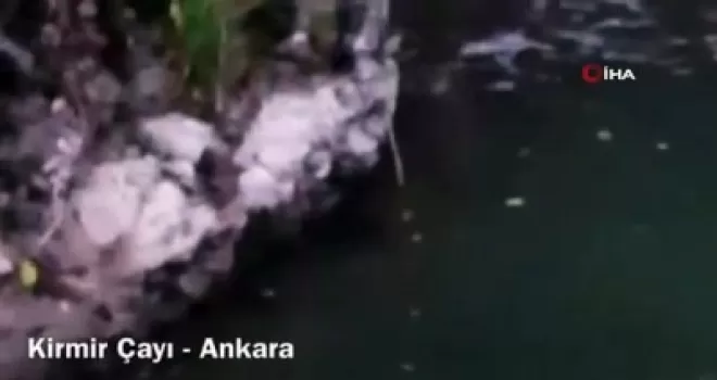 Bakan Kurum  Kirmir Çayı’ndaki 2 su samurunun görüntülerini paylaştı