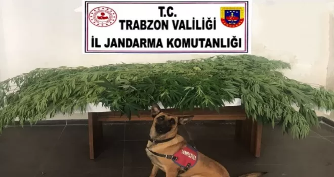 Fındık bahçesine kenevir ektiler!