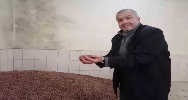 Fındık fiyatı haftayı 35 liradan kapatıyor
