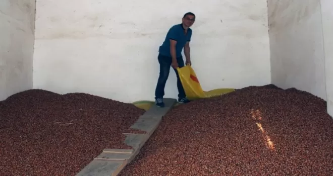 Fındık fiyatı haftayı düşüşle kapattı
