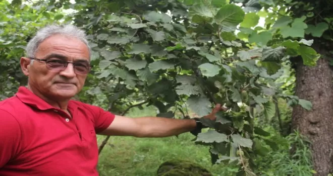 “Fındık pazara inmeden fındık fiyatı açıklansın” çağrısı
