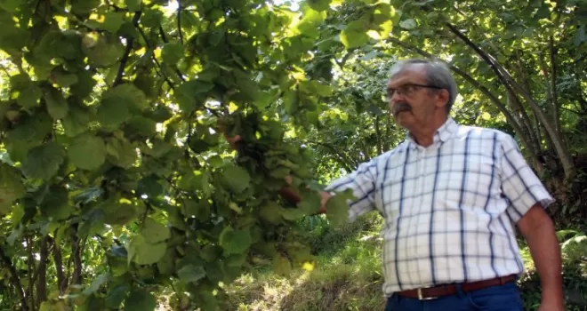 Fındık üreticisi fiyatın açıklanmasını bekliyor!
