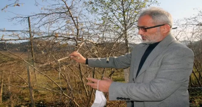Fındık üreticisi kar bekliyor
