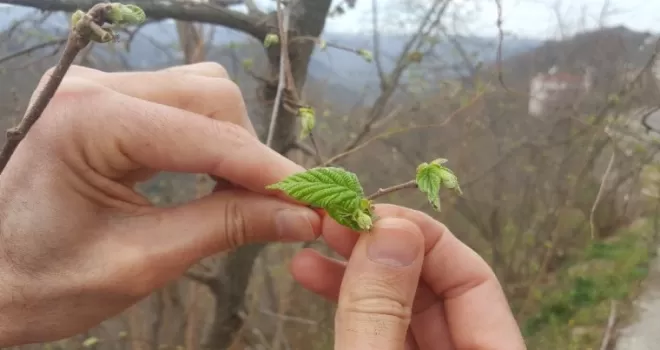 Fındık üreticisinin zirai don endişesi
