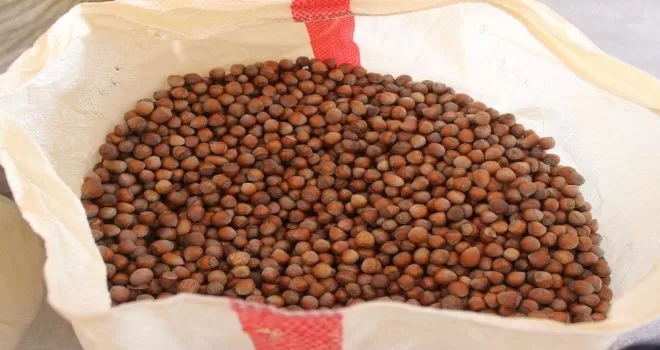 Fındık yeni haftaya 25 lira 50 kuruş fiyat ile başladı