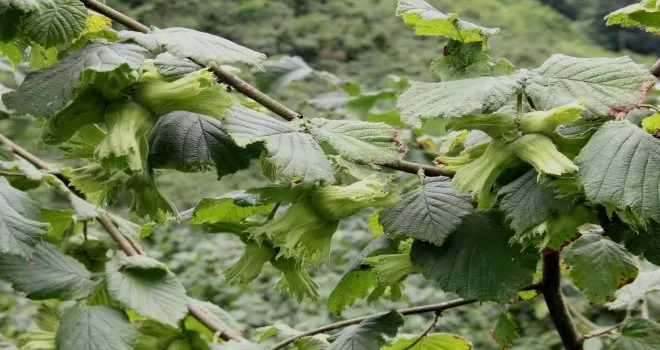 Fındıkta tahmini rekolte belirlendi
