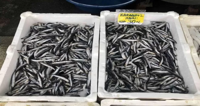 Fırtına ve yağışlı havanın etkisiyle hamsi 30 liradan satılıyor
