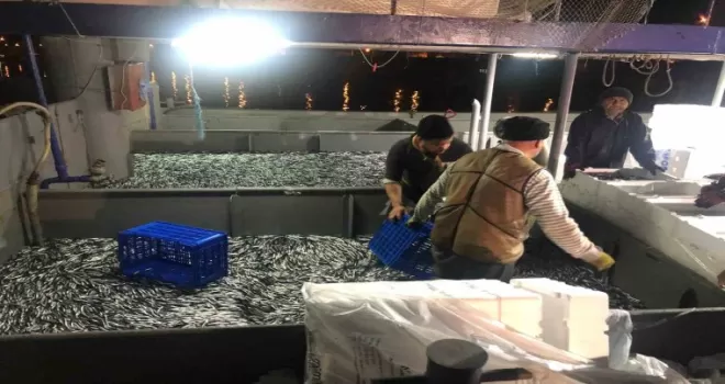 Fırtınanın ardından tezgahlar hamsiyle coştu
