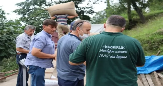 FİSKOBİRLİK fındık alımlarına devam ediyor