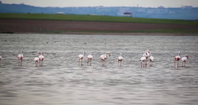 Flamingolardan Gölbaşı semalarında görsel şölen
