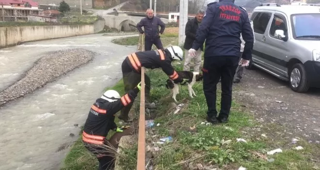 Dereye düşen köpek itfaiye ekiplerince kurtarıldı