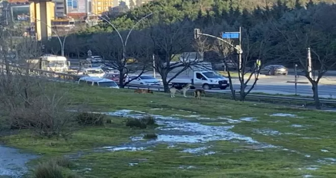 Gaziosmanpaşa’da başıboş köpekler korku saçıyor
