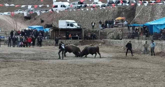 Geleneksel 27.  Sarıgöl Boğa Güreşleri başladı
