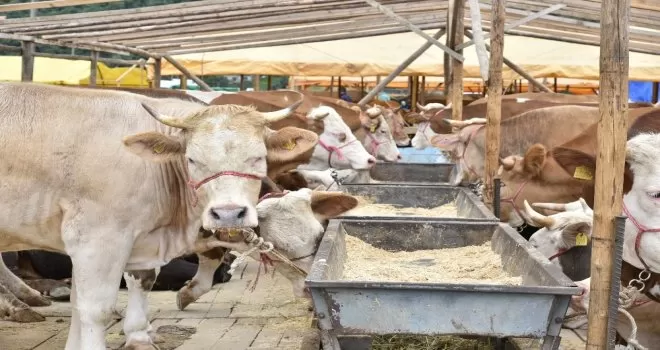 Genç, Kurban bayramı öncesi uyardı
