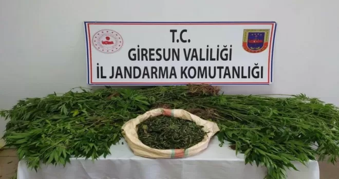Giresun’da 198 kök kenevir ele geçirildi