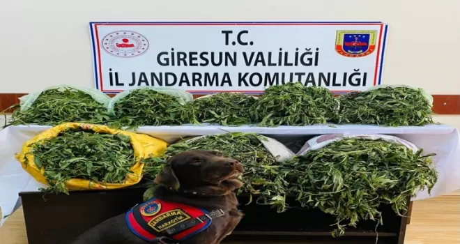 Giresun’da 26 kilogram kubar esrar yakalandı