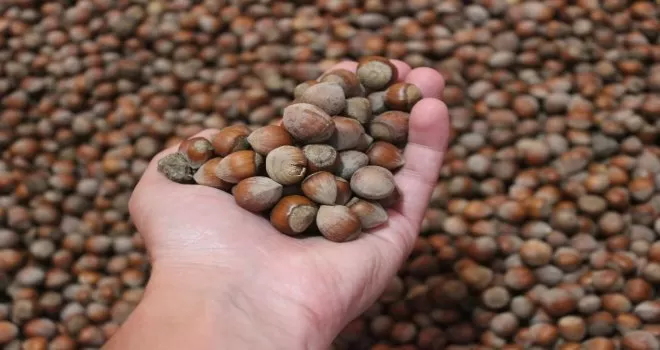 26 liraya kadar çıkan fındık fiyatlarında düşüş yaşanıyor