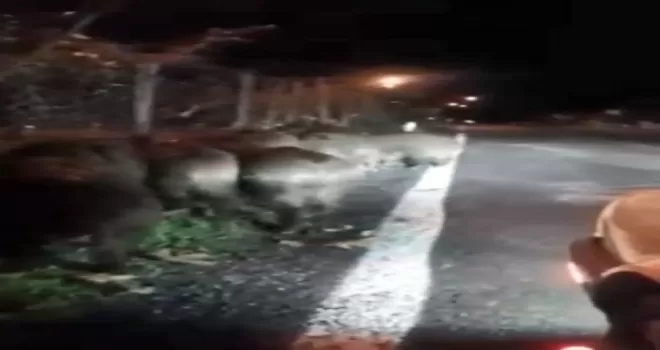 Giresun’da aç kalan domuz sürüsü köye indi
