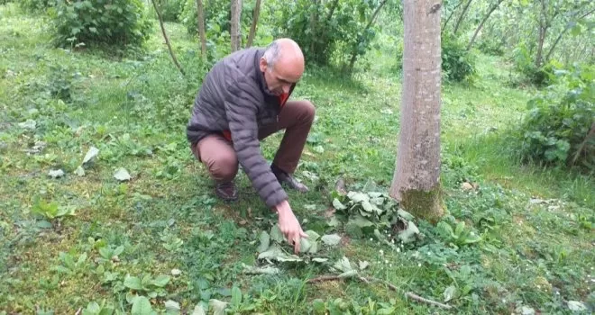 Fırtına fındıkta hasara yol açtı