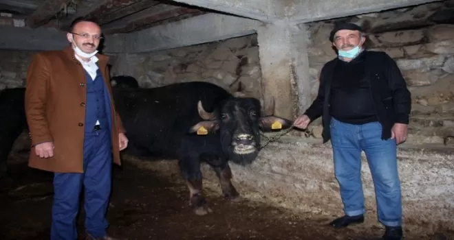 Giresun’da manda yetiştiriciliği yüz güldürüyor

