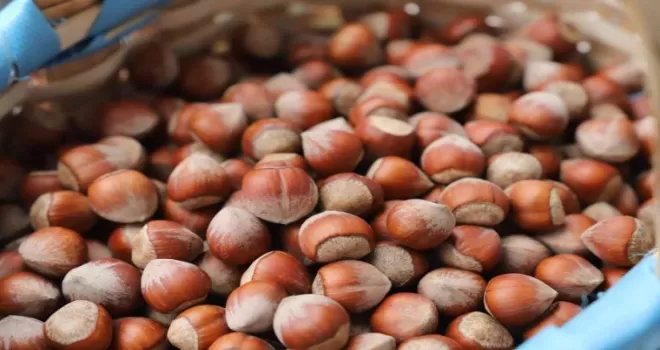 Giresun Tombul fındığı AB tarafından tescillendi