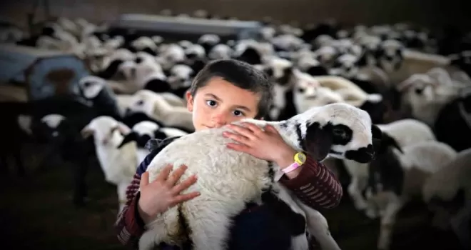 Göçerlerin ’kuzu’ mutluluğu
