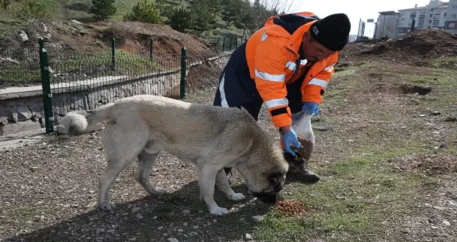 Gölbaşı Belediyesi sokak hayvanlarını yalnız bırakmadı
