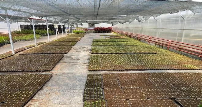 Gölbaşı Belediyesinden 80 bin organik sebze fidesi
