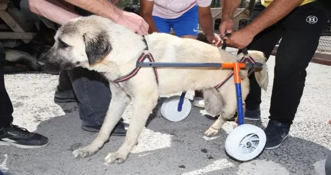 Gölbaşı Belediyesinden engelli sokak hayvanlarına yaşam desteği
