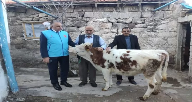 Gözü gibi baktığı danasını depremzedelere bağışladı
