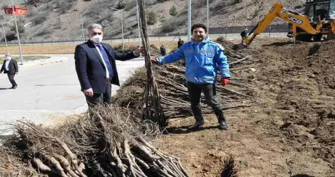 Gümüşhane Ceviz Vadisi olma yolunda ilerliyor