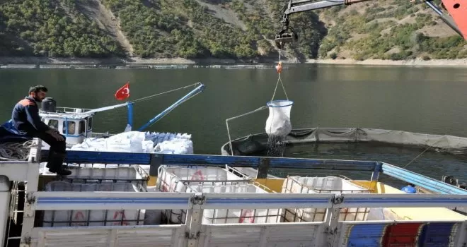 Gümüşhane’de alabalık ve somon hasadı başladı
