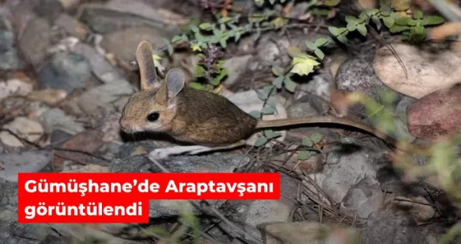 Gümüşhane’de Araptavşanı görüntülendi