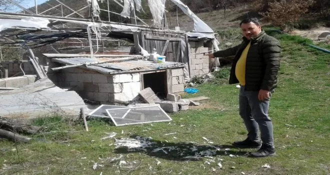 Gümüşhane’de ayılar bir gecede 25 tavuğu yedi
