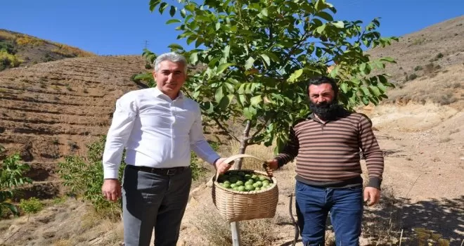 Gümüşhane’de ceviz üretimi yüzde 25 arttı
