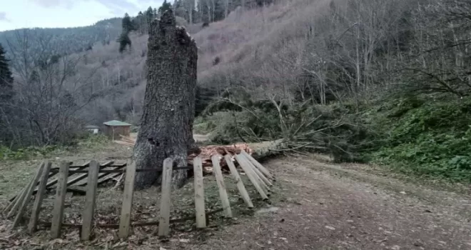 Gümüşhane’de fırtına yüzlerce yıllık ağacı devirdi
