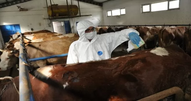 Gümüşhane’de keneye karşı ilaçlamalı mücadele
