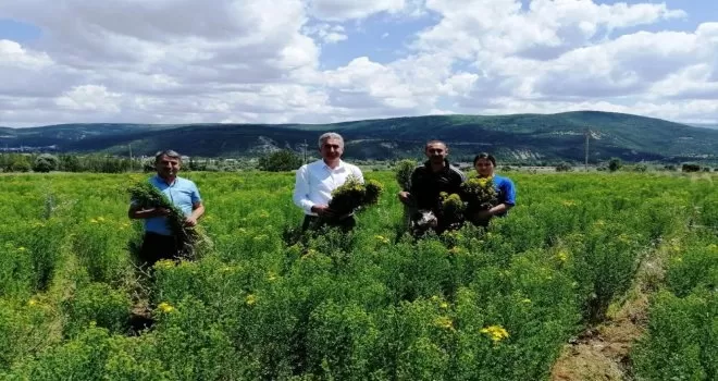 Gümüşhane’de otun şahı olan sarı kantaronda hasat başladı
