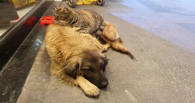 Gümüşhane’de tilki ile kedinin, kedi ile köpeğin dostlukları ilgi çekiyor
